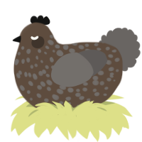 A bark and grey chicken with a speckle pattern