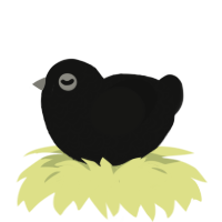 A black chicken with a double-lace pattern