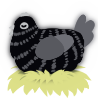 A white and ash chicken with a bar pattern
