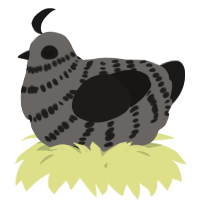 A grey and sable chicken with a bar pattern