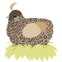 A bark and beige chicken with a double-lace pattern