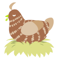 A brown and beige chicken with a bar pattern