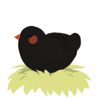 A sable chicken with a half-lace pattern