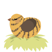 A honey and bark chicken with a bar pattern