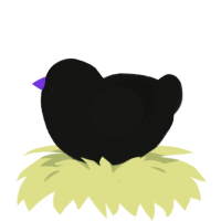 A black chicken with a double-lace pattern