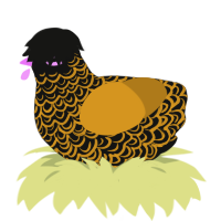 A black and ochre chicken with a double-lace pattern