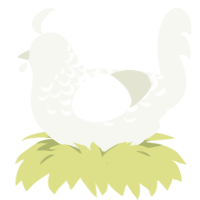 A white chicken with a half-lace pattern