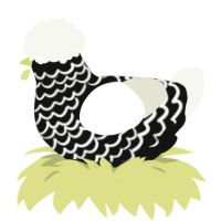 A black and white chicken with a lace pattern