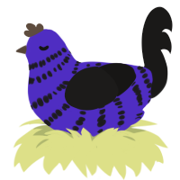 A indigo and sable chicken with a bar pattern