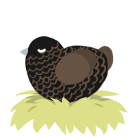 A sable and bark chicken with a lace pattern