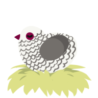 A white and grey chicken with a lace pattern