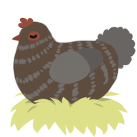 A bark and grey chicken with a bar pattern