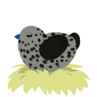 A ash and black chicken with a speckle pattern
