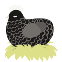 A sable and grey chicken with a lace pattern