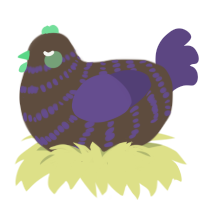 Blingus, a bark and overcast chicken with a bar pattern