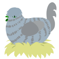Blender, a bark and grey chicken with a bar pattern