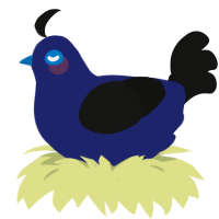 Vontanious, a navy and black chicken