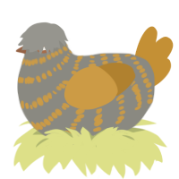 Paul, a ash and gold chicken with a bar pattern