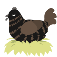 A sable and bark chicken with a bar pattern