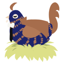 the bwoktor, a navy and brown chicken with a bar pattern