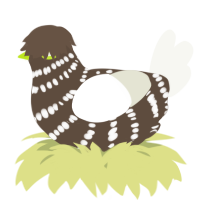 A bark and white chicken with a bar pattern