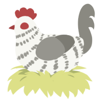 drosophilous, a white and ash chicken with a bar pattern