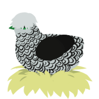 Tolliver, a silver and black chicken with a double-lace pattern