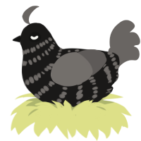 A Young Boy, a sable and grey chicken with a bar pattern