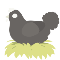 A grey chicken