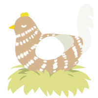 bird, a beige and white chicken with a bar pattern
