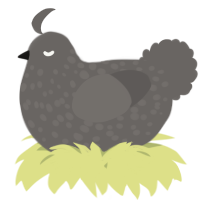 A grey chicken with a speckle pattern