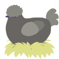 A grey and ash chicken