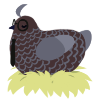 A silver and ash chicken with a lace pattern