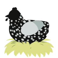 A black and silver chicken with a speckle pattern