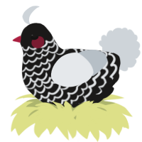 A sable and mist chicken with a lace pattern