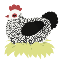 A white and black chicken with a double-lace pattern