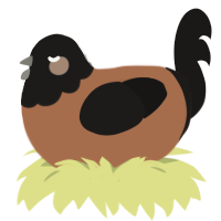 macchiato, a brown and sable chicken with a head pattern