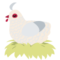 foo san, a cream and mist chicken with a lace pattern