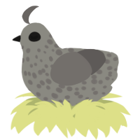 A ash and grey chicken with a speckle pattern