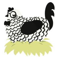 Newspaper, a white and black chicken with a lace pattern