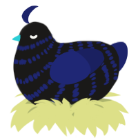 A sable and navy chicken with a bar pattern