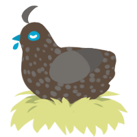 Bear, a bark and grey chicken with a speckle pattern