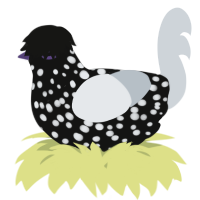A black and mist chicken with a speckle pattern