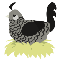 A ash and sable chicken with a lace pattern