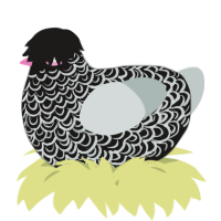 A sable and silver chicken with a double-lace pattern