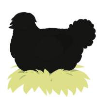 A black chicken with a lace pattern