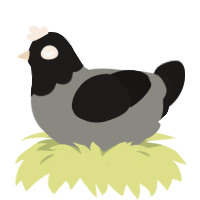 December, a ash and sable chicken with a head pattern