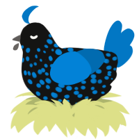 A black and sapphire chicken with a speckle pattern