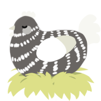 A grey and white chicken with a bar pattern