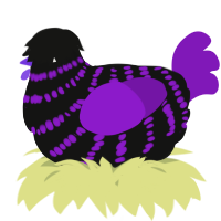 A black and violet chicken with a bar pattern